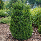 Taxus × media 'Hillii'