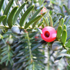 Taxus Baccata Bola