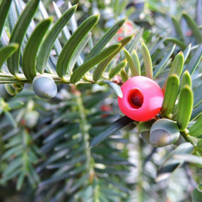 Taxus Baccata Bola