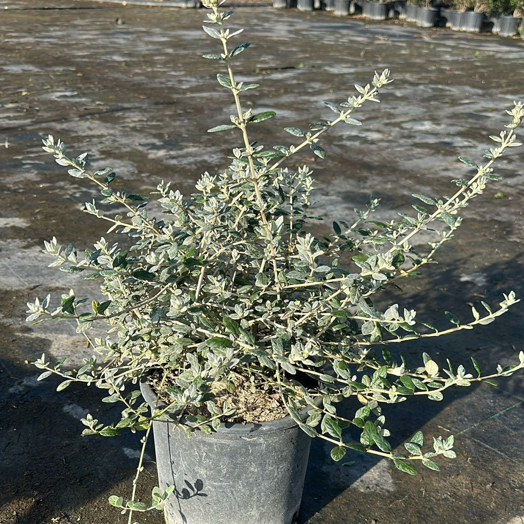 Teucrium Fruticans