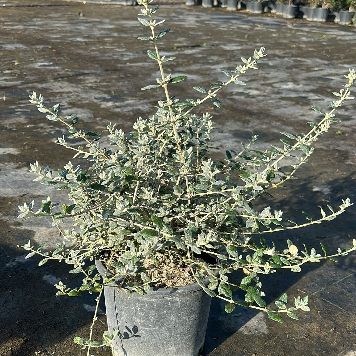 Teucrium Fruticans