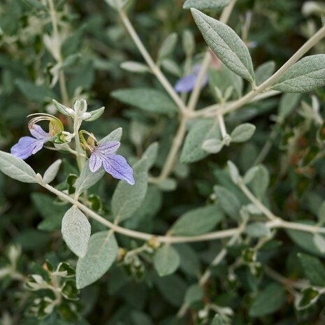 Teucrium Fruticans