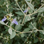 Teucrium Fruticans