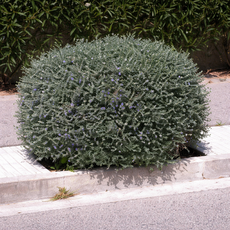 Teucrium Fruticans