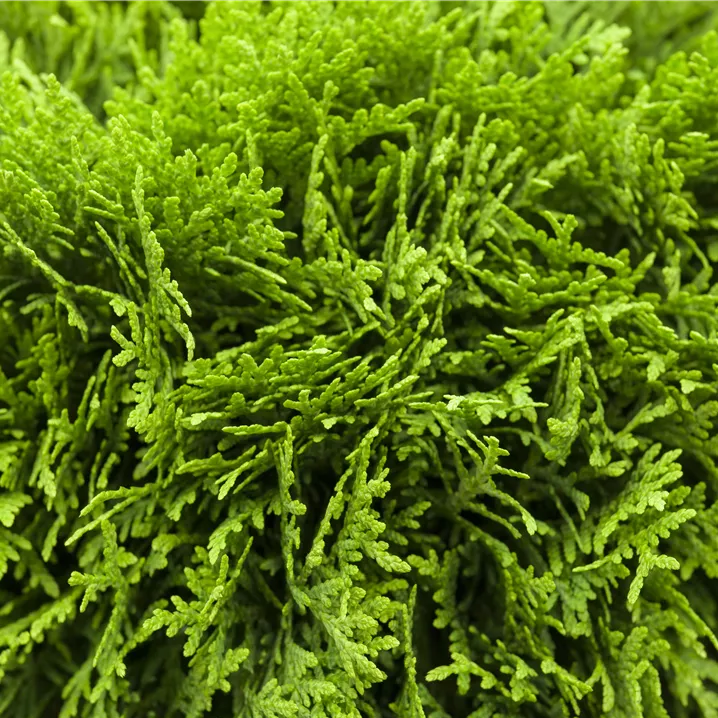 Thuja occ. 'Danica'