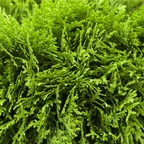 Thuja occ. 'Danica'