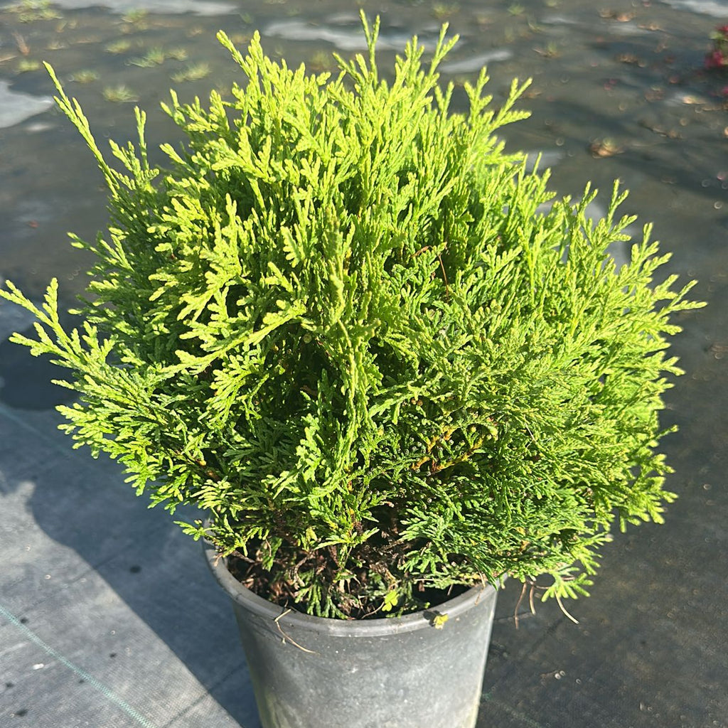 Thuja orientalis 'Tiny Tim'