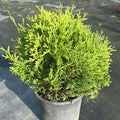 Thuja orientalis 'Tiny Tim'