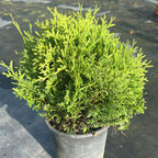 Thuja orientalis 'Tiny Tim'