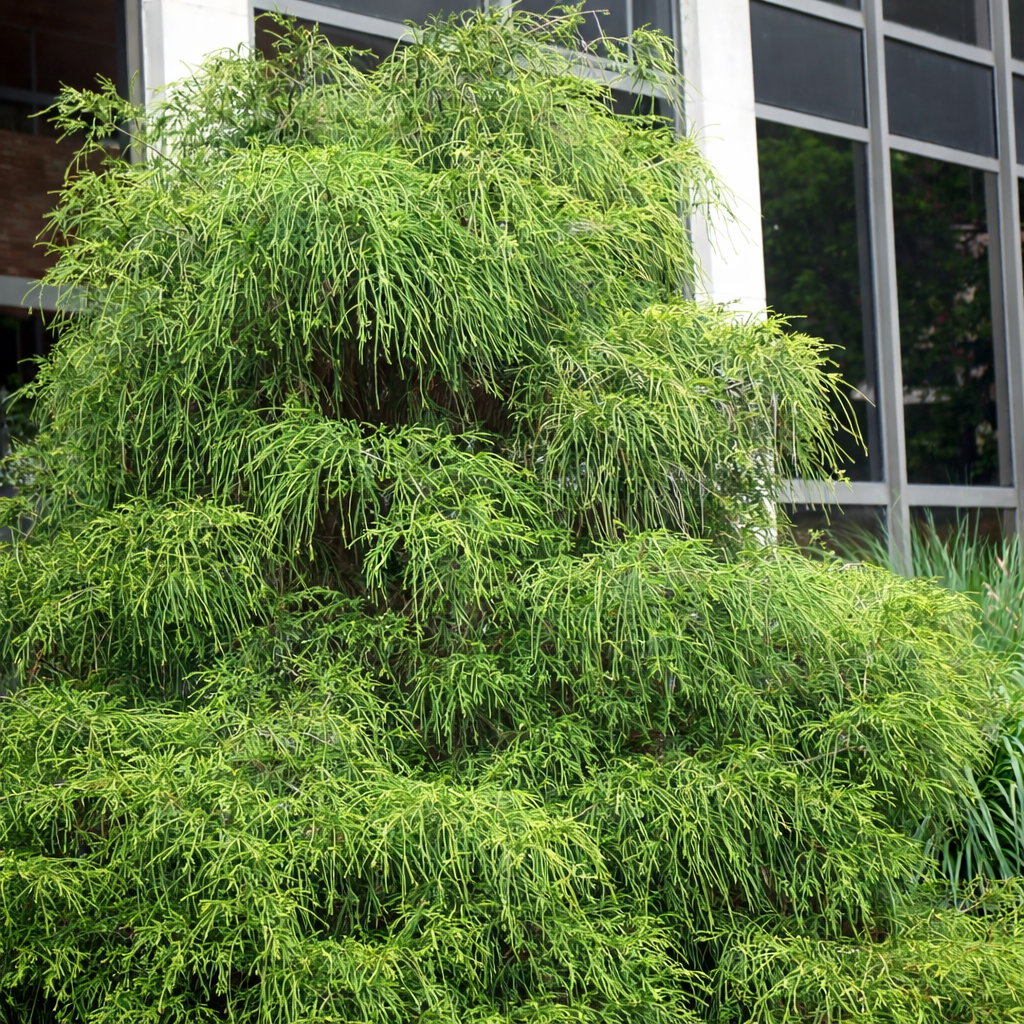 Thuja occ. 'Filiformis'