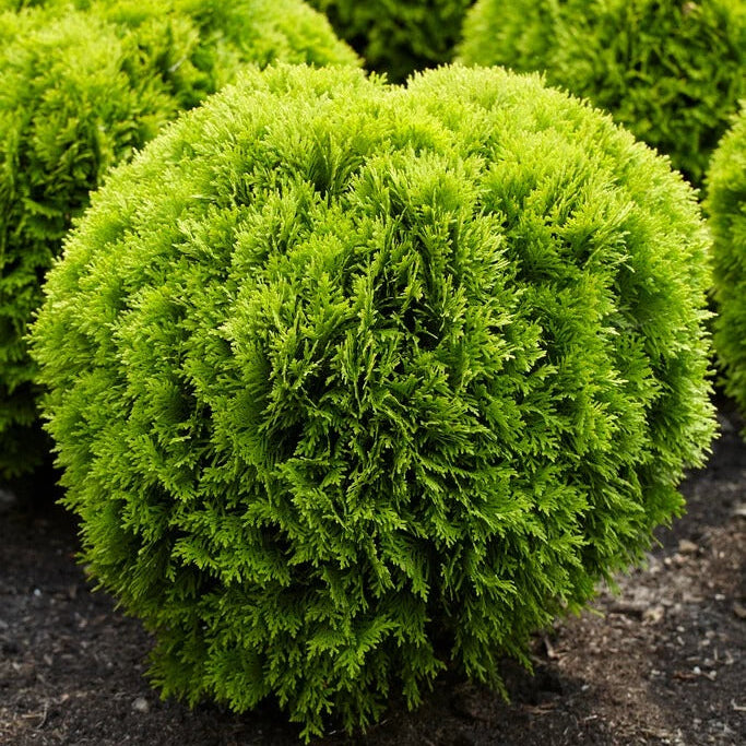 Thuja occ. 'Mirjam'&reg;