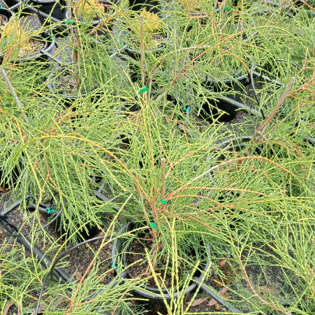 Thuja occ. 'Filiformis'