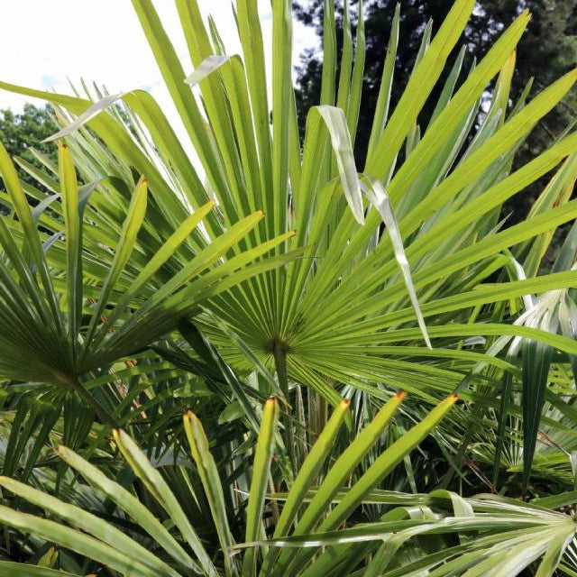 Trachycarpus Fortunei