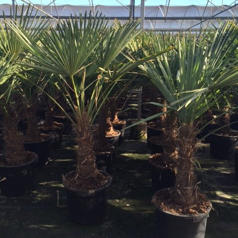 Trachycarpus Fortunei