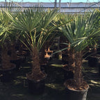 Trachycarpus Fortunei