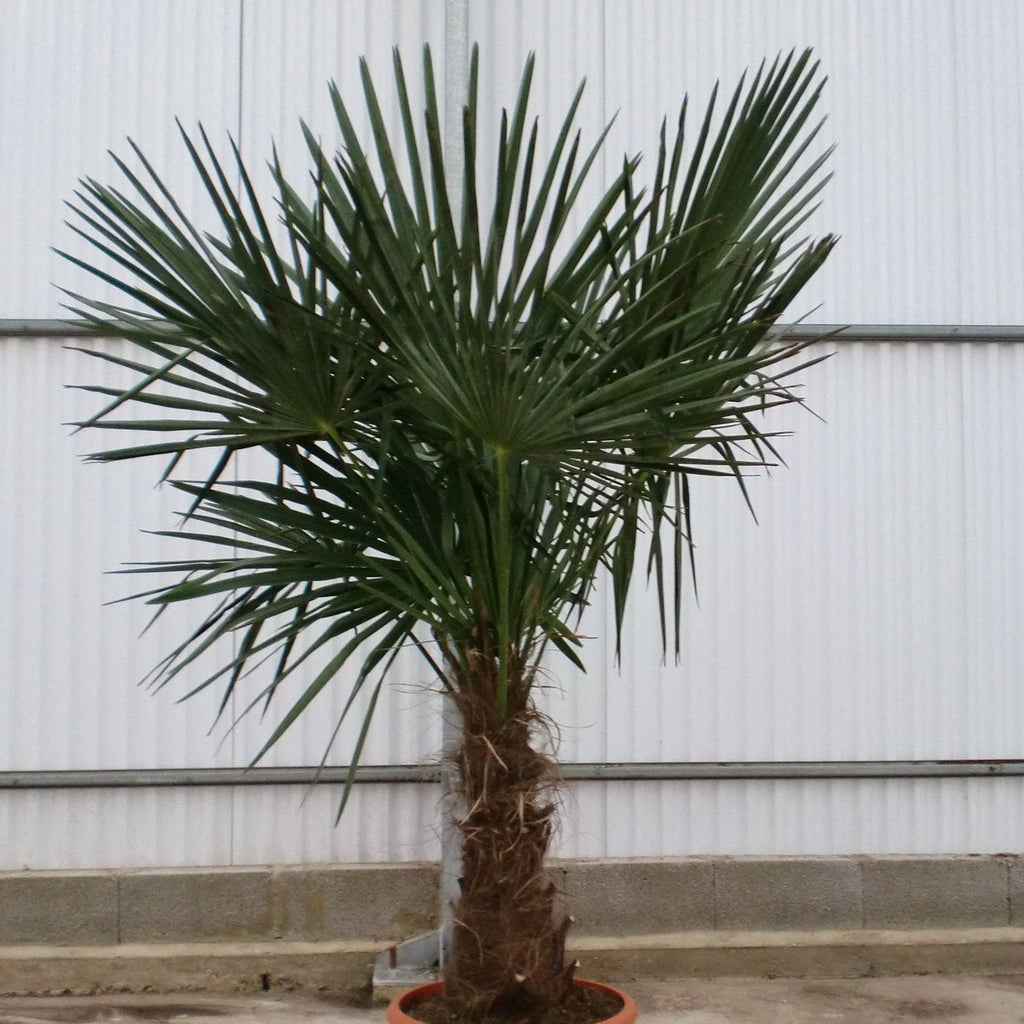 Trachycarpus Fortunei