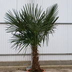 Trachycarpus Fortunei