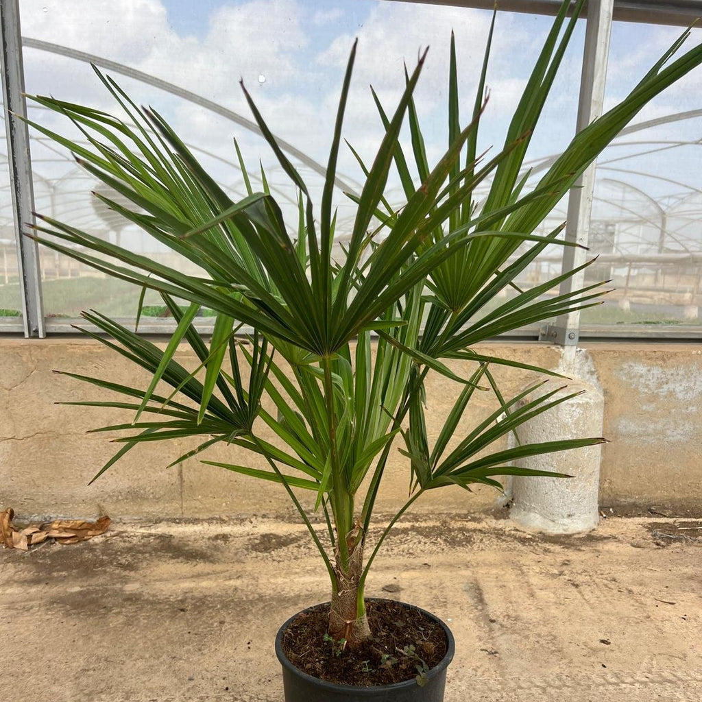Trachycarpus Fortunei