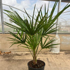 Trachycarpus Fortunei