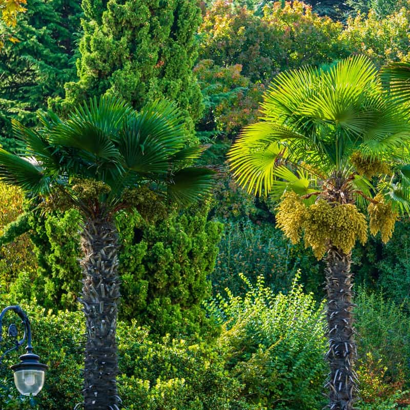 Trachycarpus fortunei