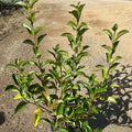 Viburnum Lucidum