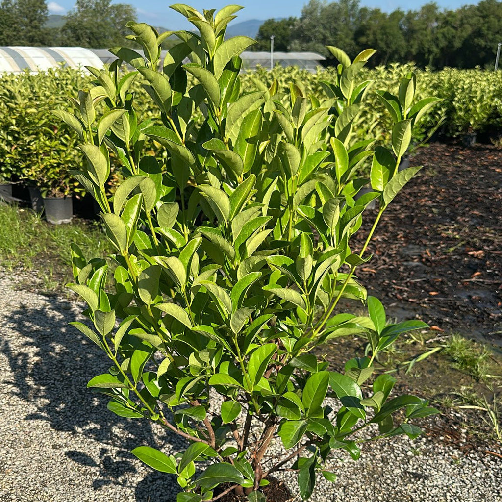 Viburnum Lucidum