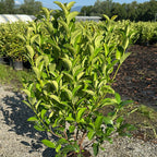Viburnum Lucidum