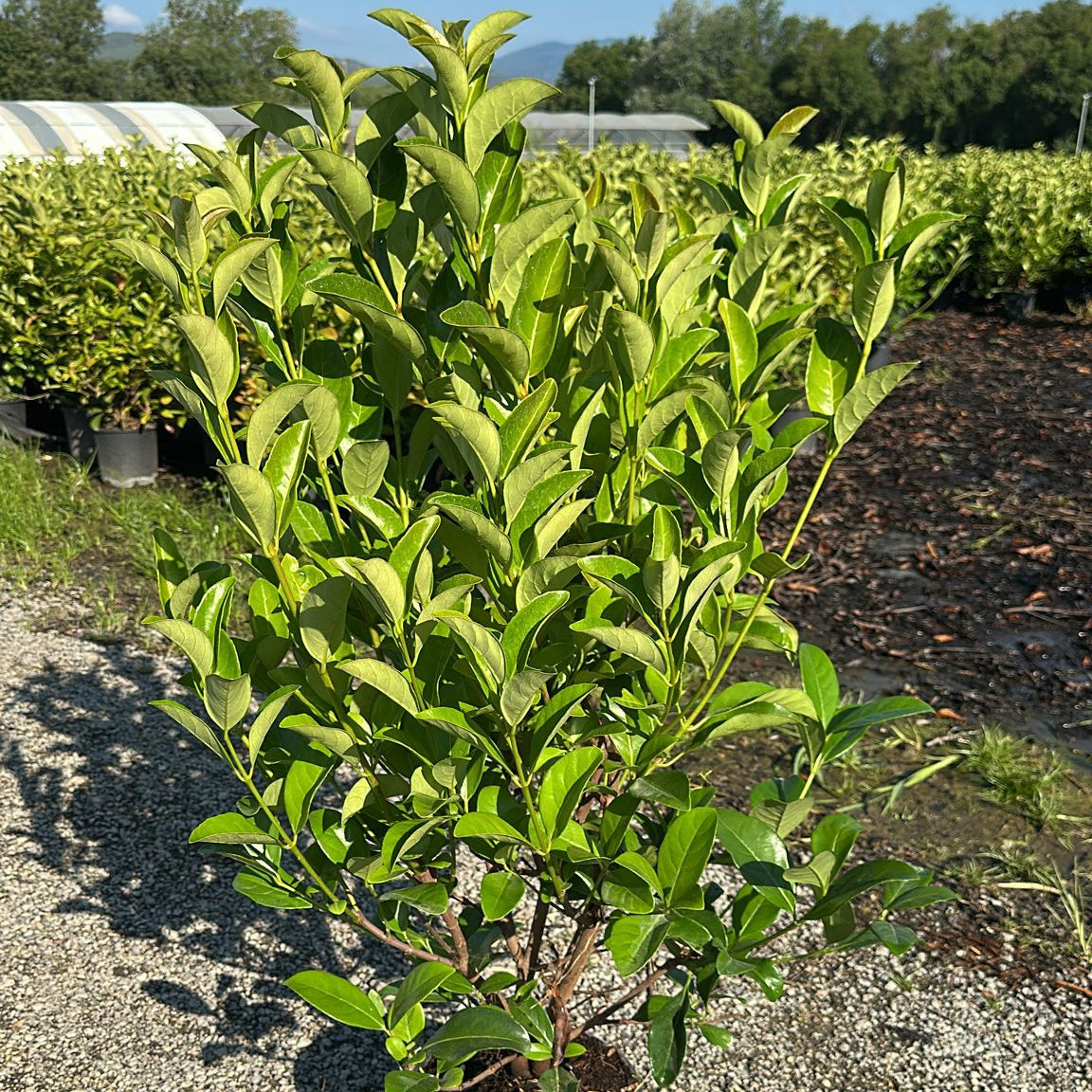 Viburnum Lucidum