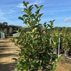 Viburnum Lucidum