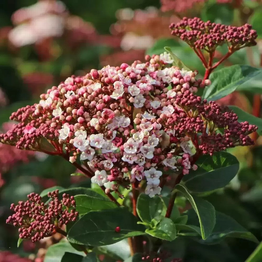 Viburnum Tinus
