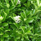 Viburnum Lucidum