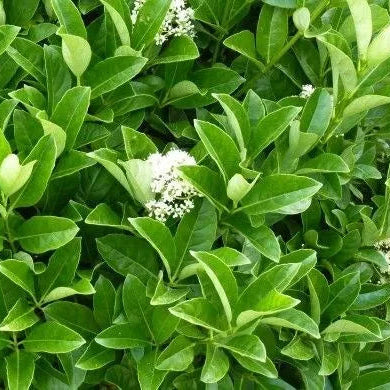 Viburnum Lucidum