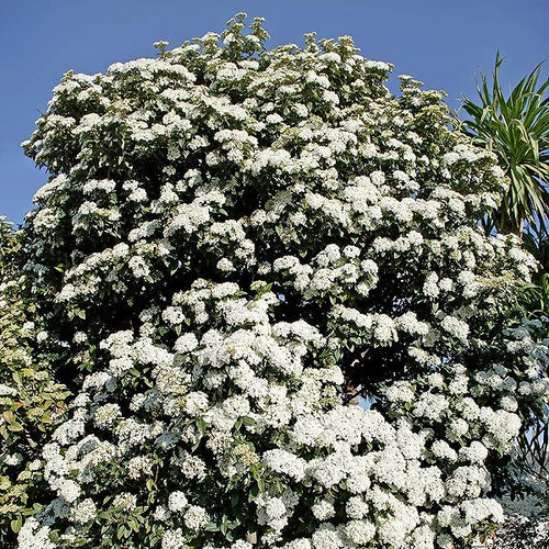 Viburnum tinus