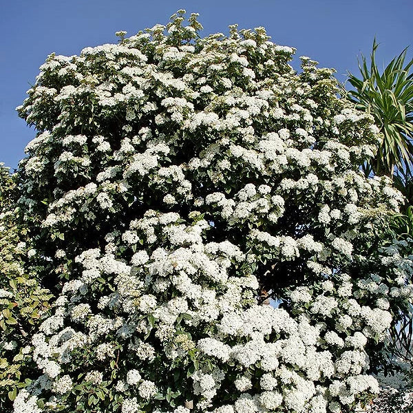 Viburnum tinus
