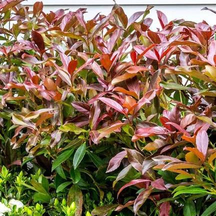 Viburnum odoratissimum 'Coppertop'