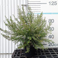 Westringia fruticosa (Flor blanca)