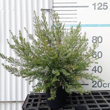 Westringia fruticosa (Flor blanca)