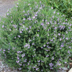Westringia longifolia (Flor azul)
