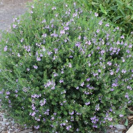 Westringia longifolia (Flor azul)