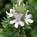 Westringia fruticosa (Flor blanca)