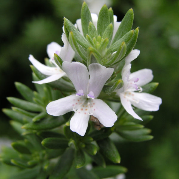 Westringia fruticosa (Flor blanca)