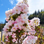 Prunus Serrulata Kanzan
