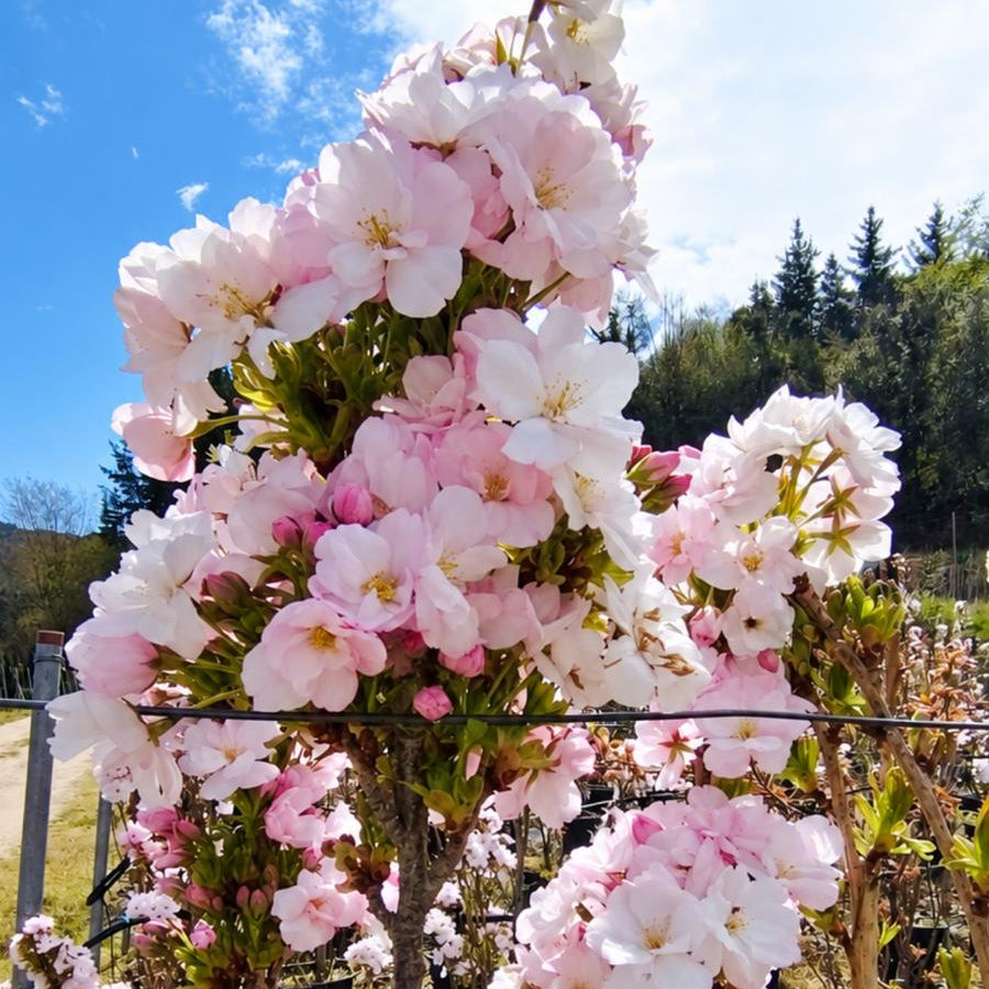 Prunus Serrulata Kanzan