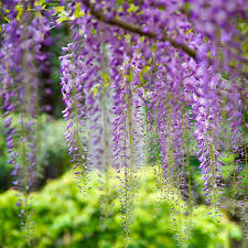 Wisteria Floribunda