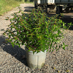 Abelia × grandiflora 'Prostrata' 40/50 cm en maceta de 5L
