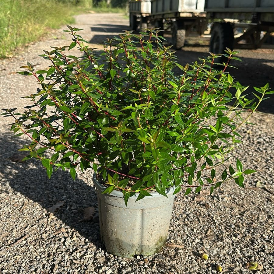 Abelia × grandiflora 'Prostrata' 40/50 cm en maceta de 5L
