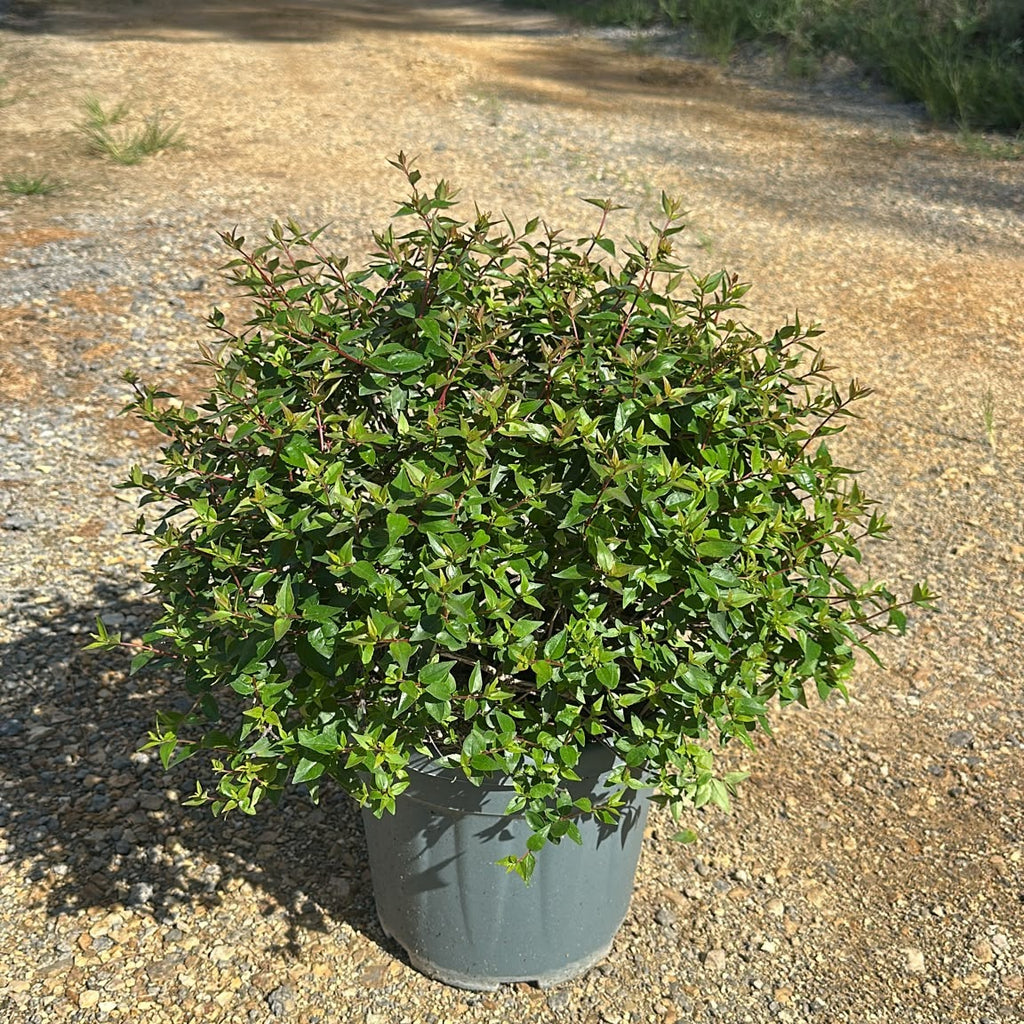 Abelia × grandiflora 'Prostrata' 60/80 cm en maceta de 10L