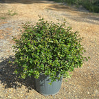 Abelia × grandiflora 'Prostrata' 60/80 cm en maceta de 10L
