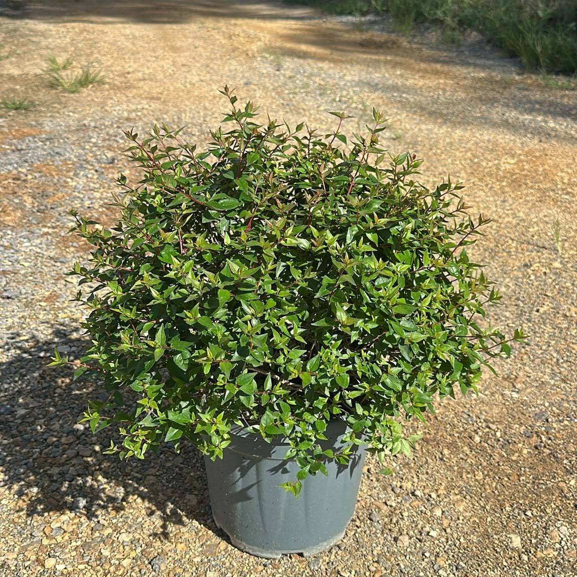 Abelia × grandiflora 'Prostrata' 60/80 cm en maceta de 10L