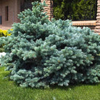 Picea Pungens Glauca Globosa